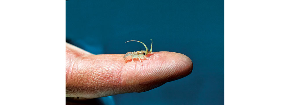 La langouste rouge en laboratoire