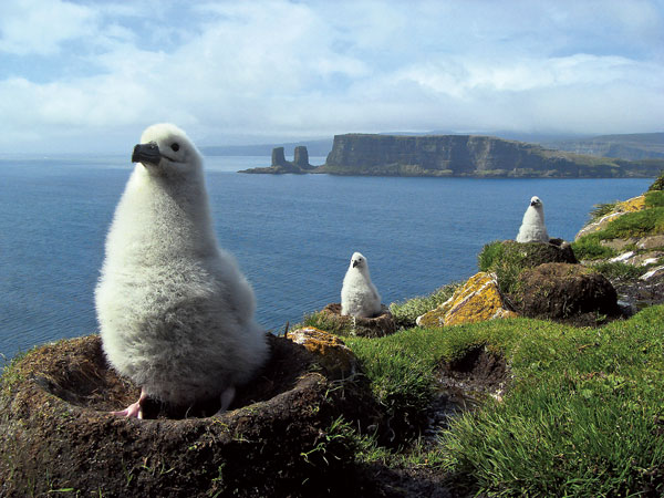 Albatros à sourcils noirs (Thalassarche melanophris) 