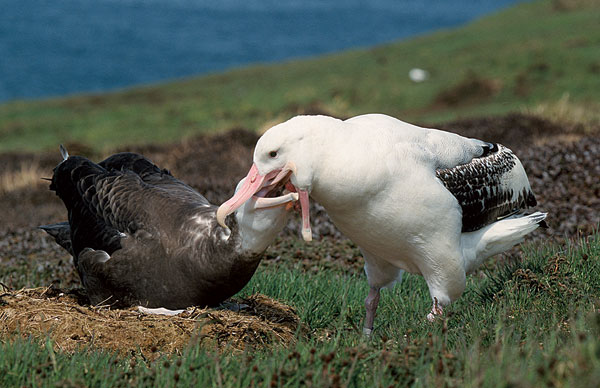 Un jeune albatros hurleur nourri par son père.