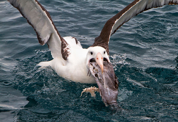 Les albatros se nourrissent de poissons ou de céphalopodes morts .
