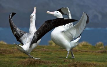 Parade nuptiale d’albatros hurleurs (Diomedea exulans)