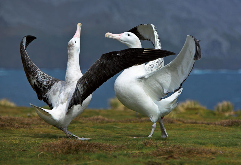 Parade nuptiale d’albatros hurleurs (Diomedea exulans)