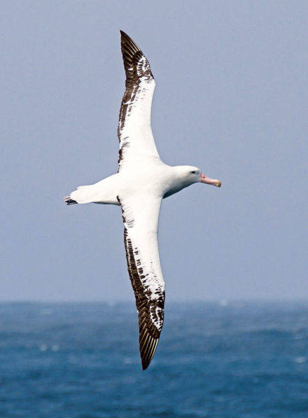 Avec leurs immenses ailes très fines (jusqu’à 3,50 mètres d’envergure) et une technique de vol tirant parti des flux éoliens à la surface des vagues, Les albatros accomplissent d’immenses distances sans fournir d’effort ou presque, en quête de nourriture.