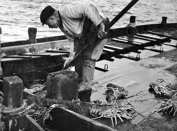 Le mareyeur Pierre Lescop travaille à bord d’un vivier à langoustes.