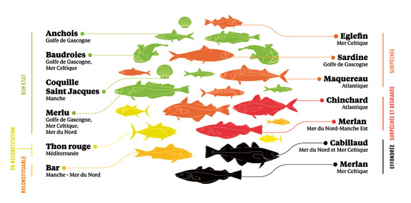 Illustration du rapport sur l’état des stocks dressé par l’Ifremer en 2020.