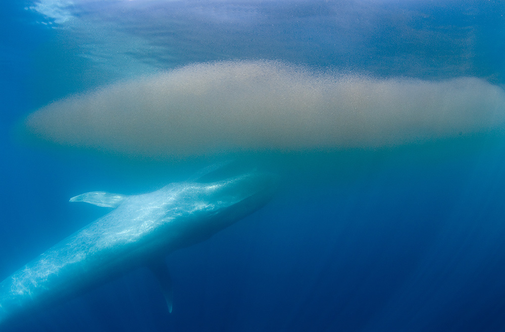 Crottes de baleine et cycle du fer dans l’océan Austral