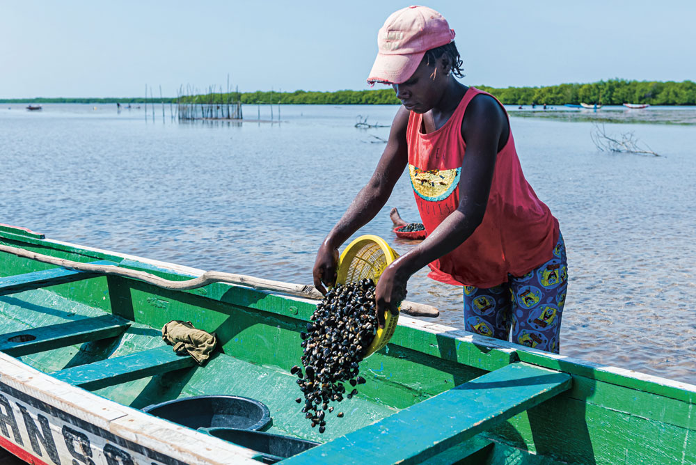 Pêcheuses d’arches dans les eaux du Saloum