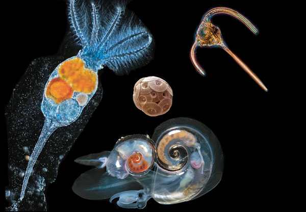 Le plancton regroupe un ensemble hétéroclite d’espèces d’animaux et de végétaux se laissant dériver dans le courant