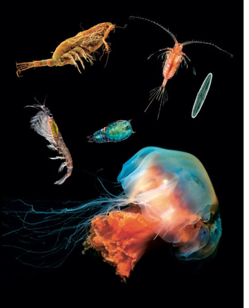 Parmi les zooplanctons, les petits crustacés constituent la nourriture d’un grand nombre d’espèces marines