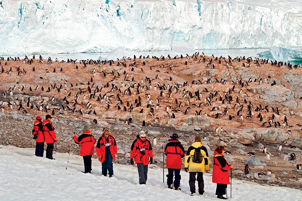 Antarctique : gare aux espèces invasives
