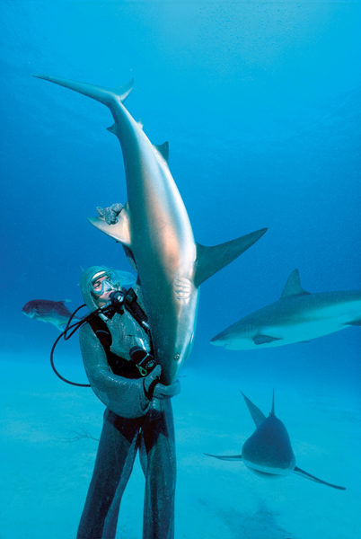 Requin-marteau, requin pêche, requin biologie, requins espèces