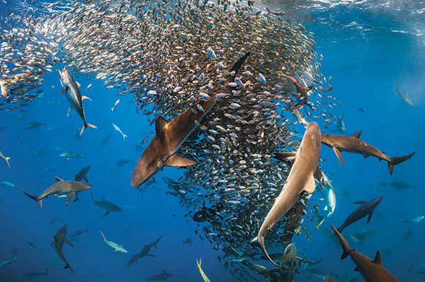 Requin-marteau, requin pêche, requin biologie, requins espèces