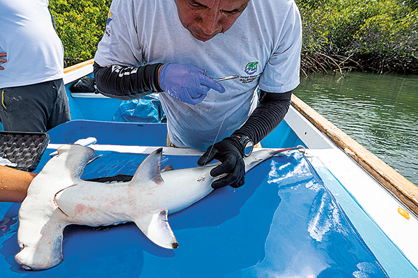 Requin-marteau, requin pêche, requin biologie, requins espèces