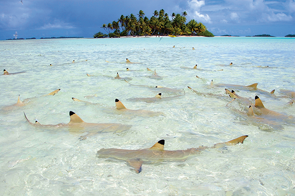 Requin-marteau, requin pêche, requin biologie, requins espèces