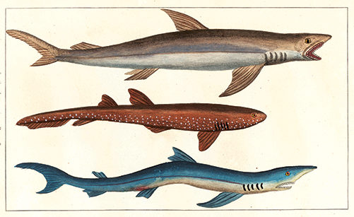 Requin-marteau, requin pêche, requin biologie, requins espèces