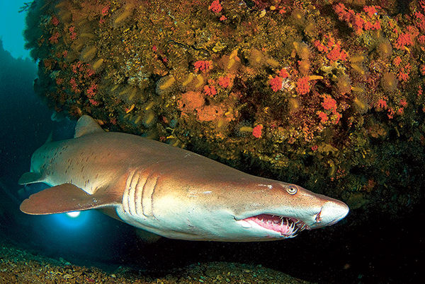 Requin-marteau, requin pêche, requin biologie, requins espèces