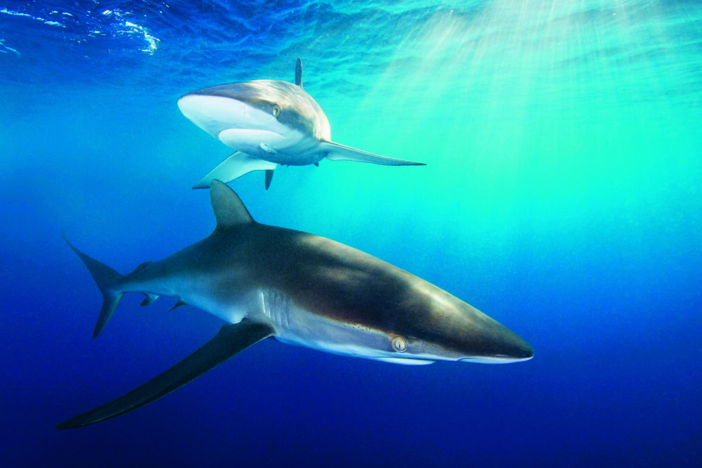 Les requins, seigneurs menacés