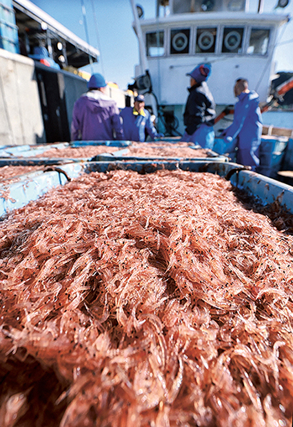 Déchargement de krill.