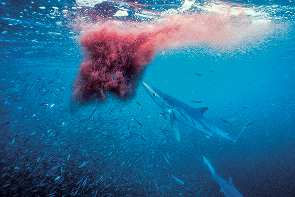 Requin blanc en approche d'un essaim de krill.