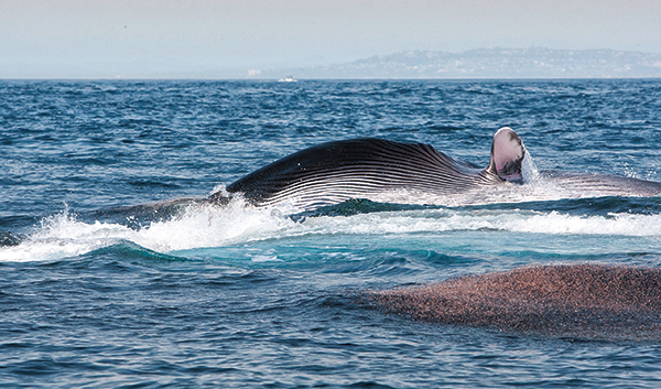 Rorqual poursuivant un essaim de krill.