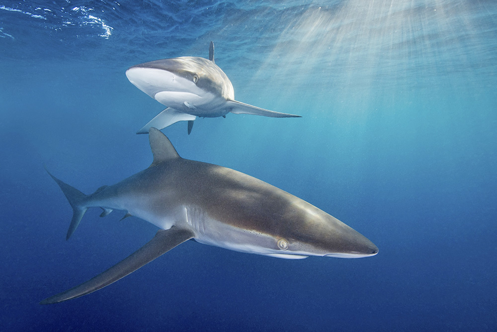 Les requins, seigneurs menacés