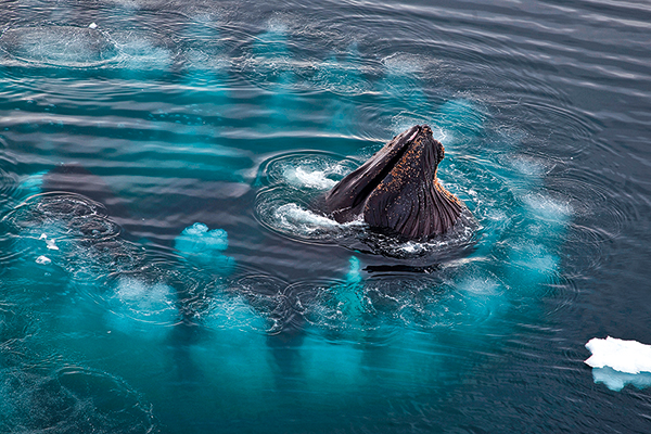 Baleine émettant des bulles pour pêcher du krill.