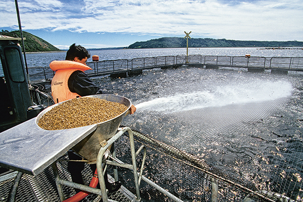Elevage de saumons nourrit à la farine de krill
