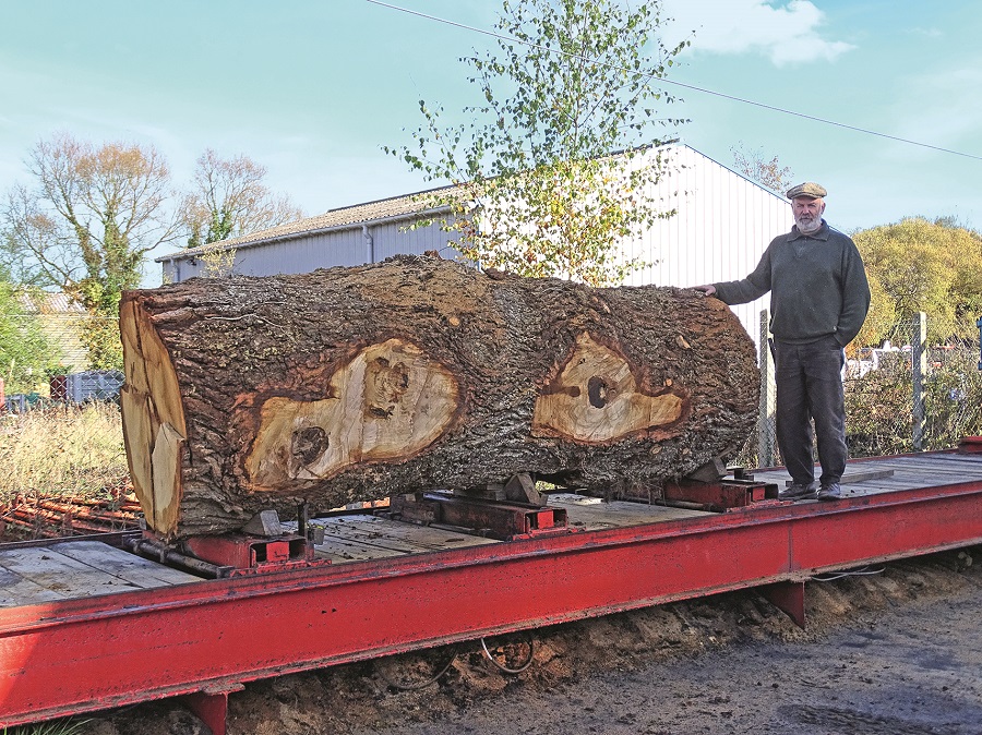 [COURRIER] Un joli chêne de 250 ans