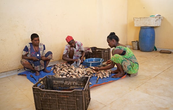 Dans les locaux de la Coopérative de pêche numéro 1, Gebayanesh, Atkelt et Ametbal (de gauche à droite) sont occupées à écailler, vider et lever les filets d’une cargaison de tilapias. Un travail payé 2 birrs le kilogramme de filets préparés (environ 4 centimes d’euro). 