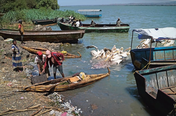 Au pied de la Coopérative de pêche numéro 1 de Bahir Dar, des pêcheurs abordent avec leur tankwa de papyrus ou un jerba métallique pour débarquer leur pêche. Les femmes employées à la préparation du poisson viennent à leur rencontre, et en profitent pour jeter les dépouilles dans le lac, à la plus grande satisfaction des pélicans.