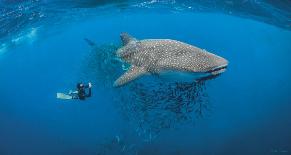 OVER THE SWELL – EN QUÊTE D’UN SANCTUAIRE POUR LES REQUINS-BALEINES