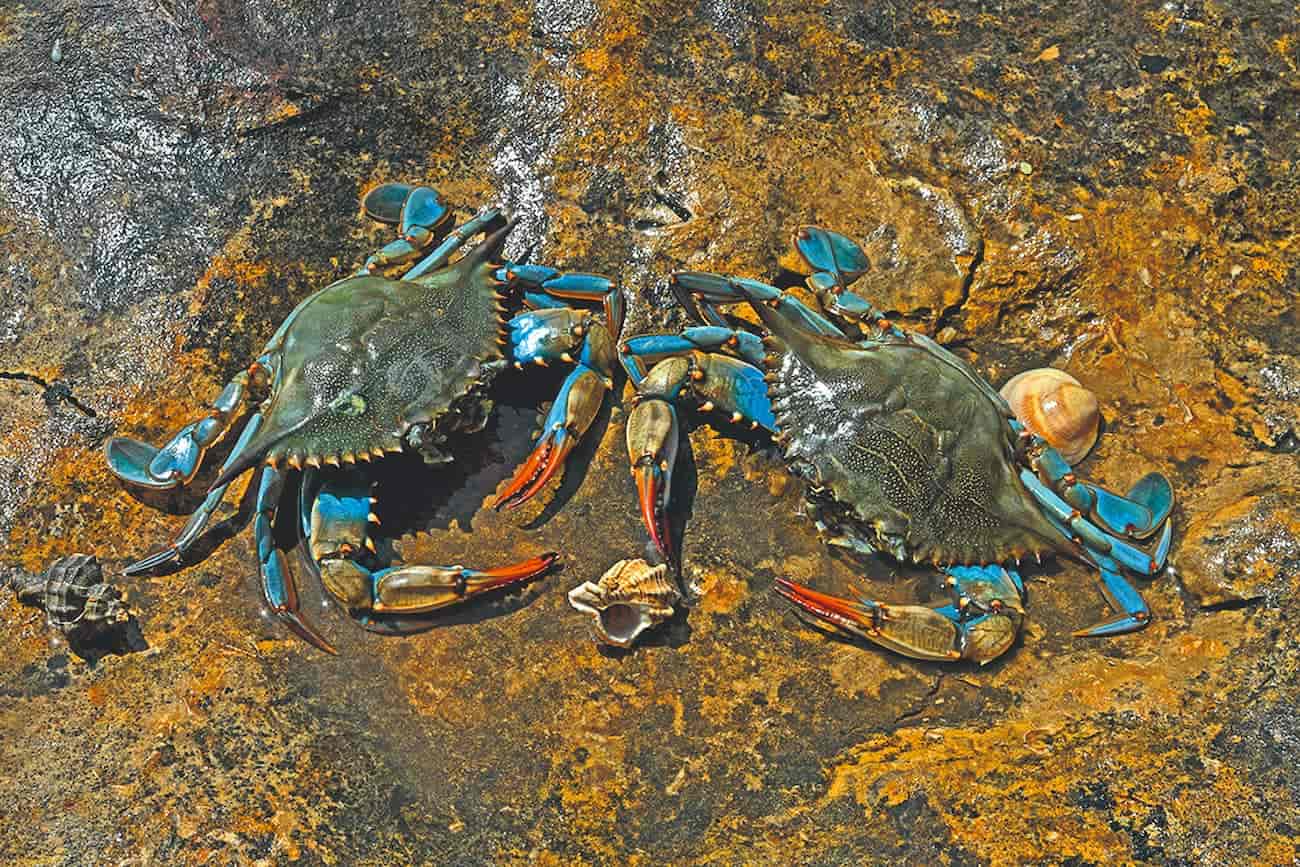 deux nouvelle espèce de crabes sur un rocher