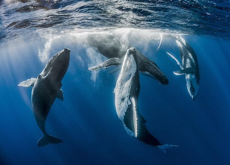 Comment les animaux marins parviennent-ils à respirer sous l'eau ?