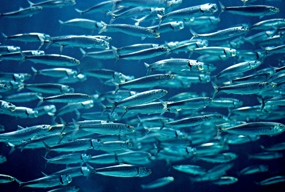 La sardine : une star méconnue