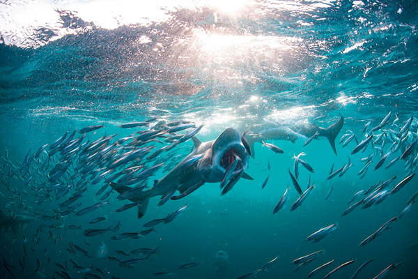 Les sardines et les anchois de plus en plus petits - Sciences et Avenir