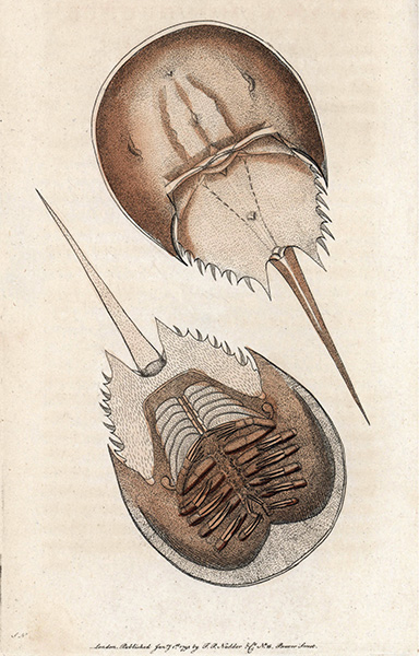 Gravure de Frederick Polydore Nodder (1751-1801) pour The Naturalist’s Miscellany de George Shaw (1790).© FLORILEGIUS/BRIDGEMAN IMAGES