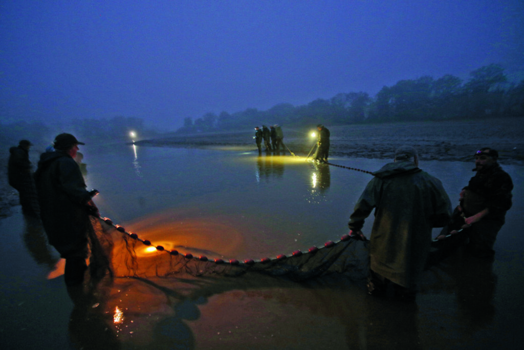 Une pisciculture séculaire aux étangs de la Dombes